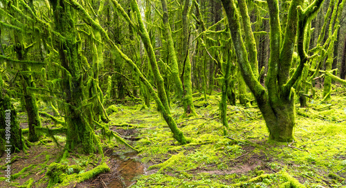 Wet woodland with trees swathed in moss and lichen