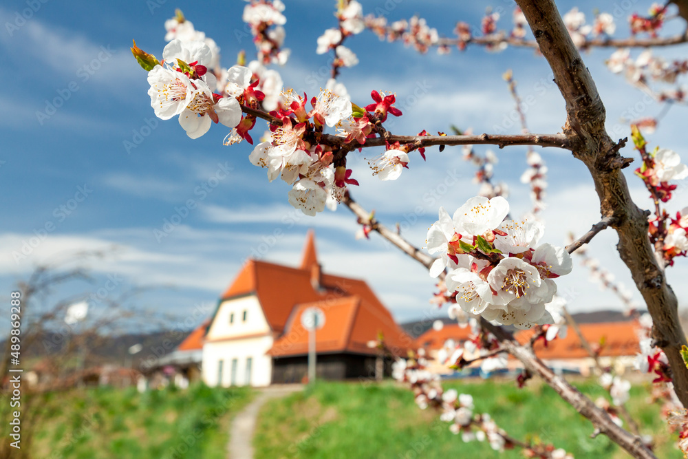 Blüten des Marillenbaumes im Frühling in der Wachau - obrazy, fototapety, plakaty 