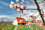 Blüten des Marillenbaumes im Frühling in der Wachau