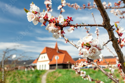 Blüten des Marillenbaumes im Frühling in der Wachau