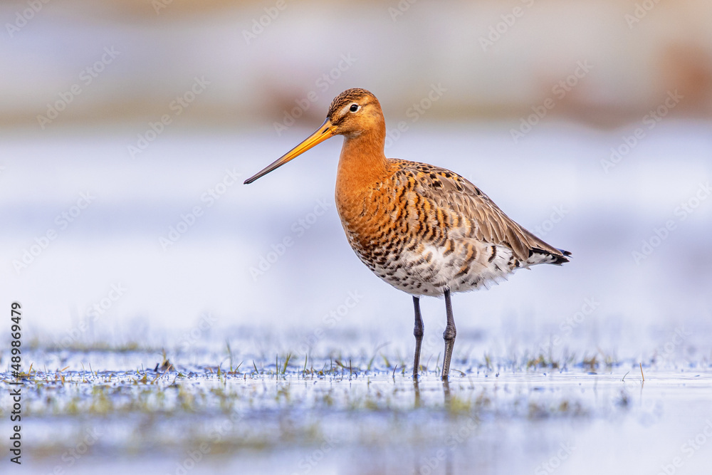 Black Tailed Godwit with Bright Background Black Tailed Godwit with Bright Background
