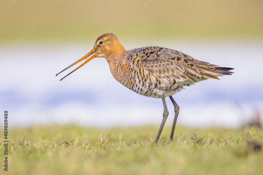 Obraz premium Black Tailed Godwit with Bright Background
