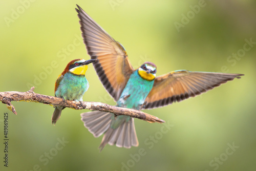 Couple of European Bee Eater perched on branch