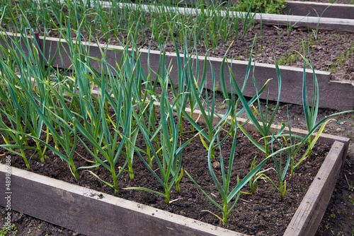 A bed of young garlic shoots. Organic vegetable garden. The concept of agriculture and nature conservation. Outdoors. 