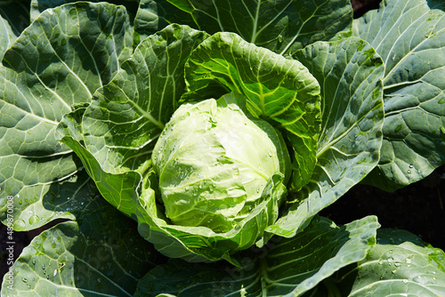 Green Cabbage head in open ground, in the garden. 