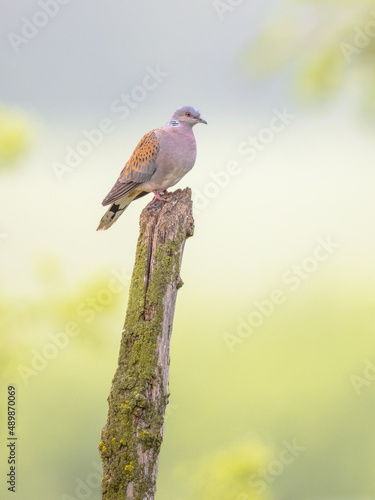 Turtle dove perched on pole