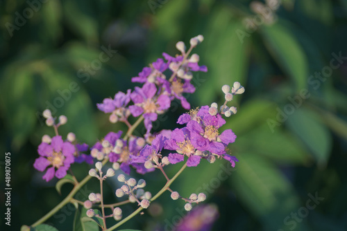 Lagerstroemia calyculata Kurz or Lythraceae flower  Beautiful purple flower on tree