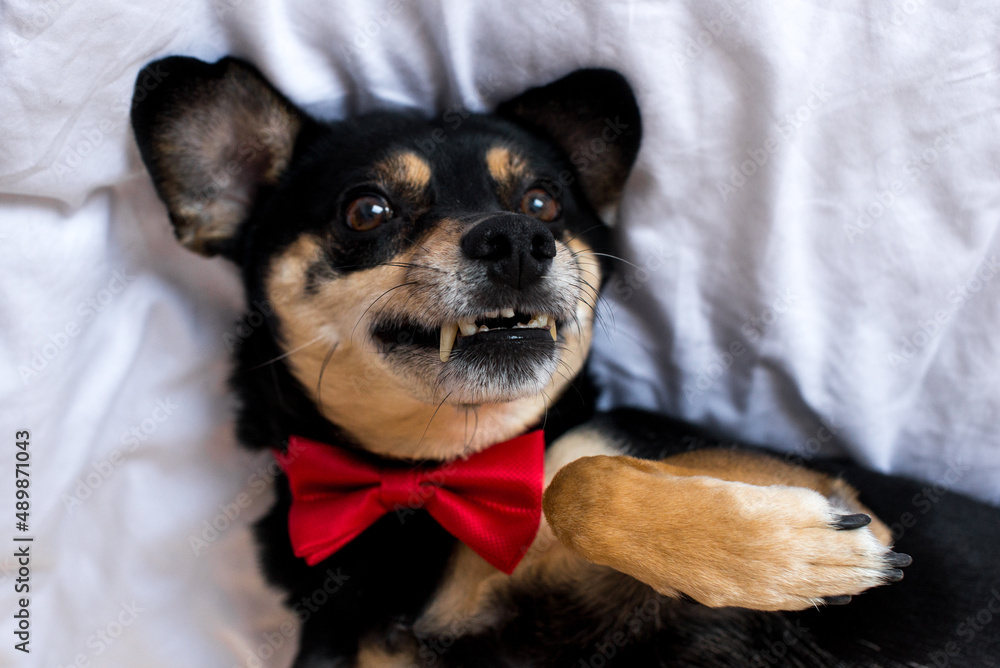 Portrait of black mongrel in a red bow tie is lying on a white bed. A black pinscher dog is lying in the bedding. Sweet dog in white interior. Sweet small dog in a white bed. 