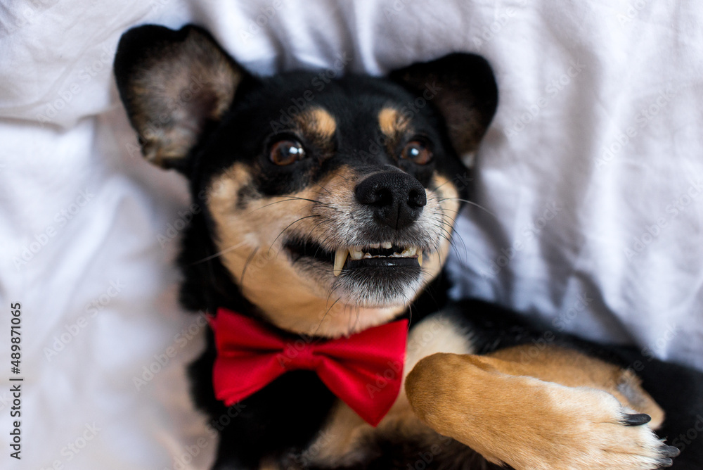 Portrait of black mongrel in a red bow tie is lying on a white bed. A black pinscher dog is lying in the bedding. Sweet dog in white interior. Sweet small dog in a white bed. 