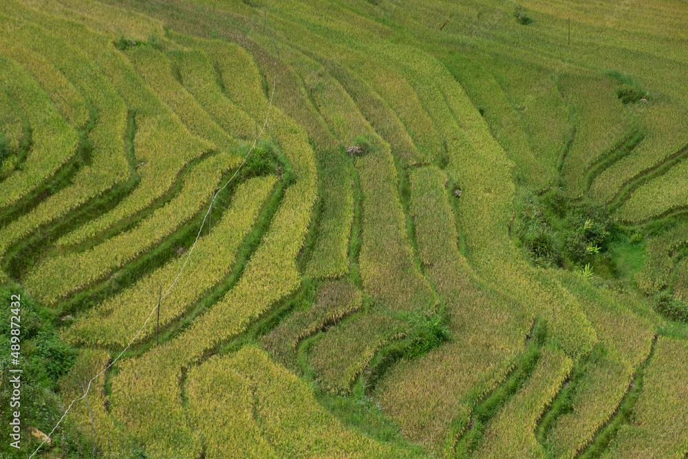 Rice terraces