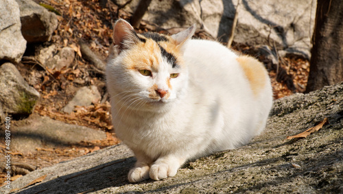 Photography A wild three-colored cat.