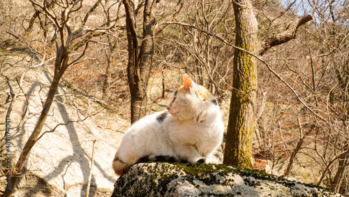 Canvas Print A wild three-colored cat.