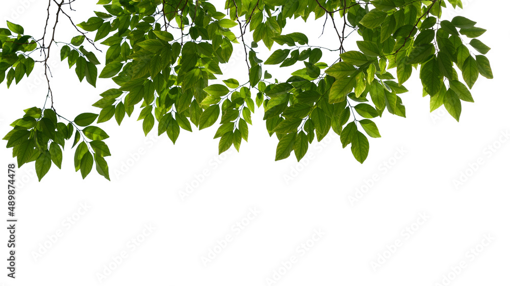 Green tree branch isolated on white background, nature frame background Green tree branch isolated on white background, nature frame background