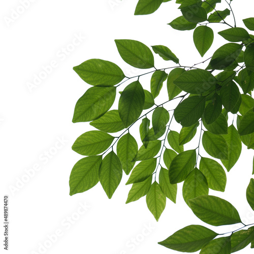 Green tree branch isolated on white background, nature frame background