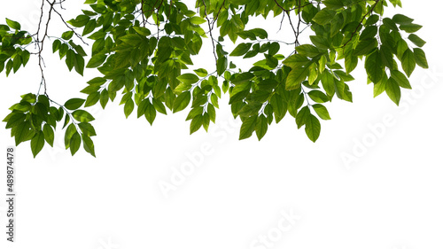 Green tree branch isolated on white background, nature frame background