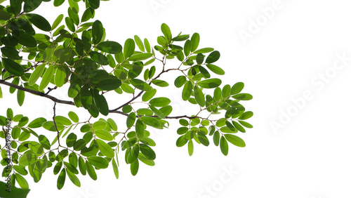 Green tree branch isolated on white background, nature frame background