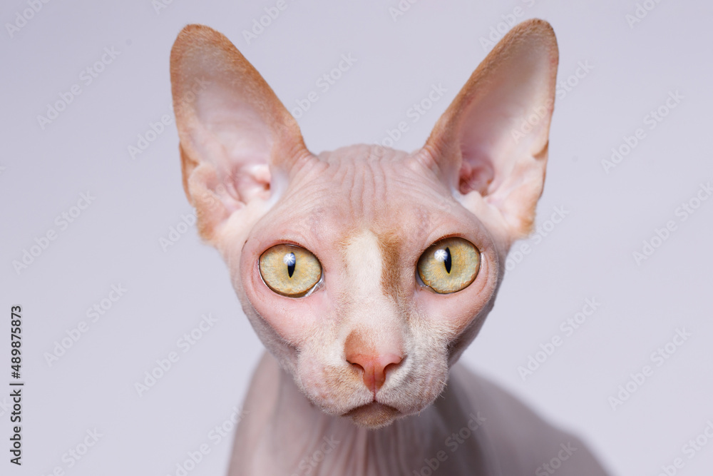 Cute cat of breed sphinx. Naked cat. A kitten without wool. Gray background. Free space for text. Wide angle horizontal wallpaper or web banner.