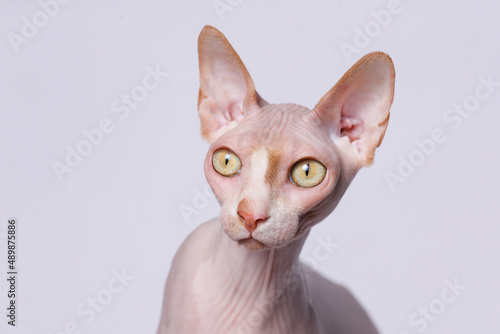 Cute cat of breed sphinx. Naked cat. A kitten without wool. Gray background. Free space for text. Wide angle horizontal wallpaper or web banner. photo