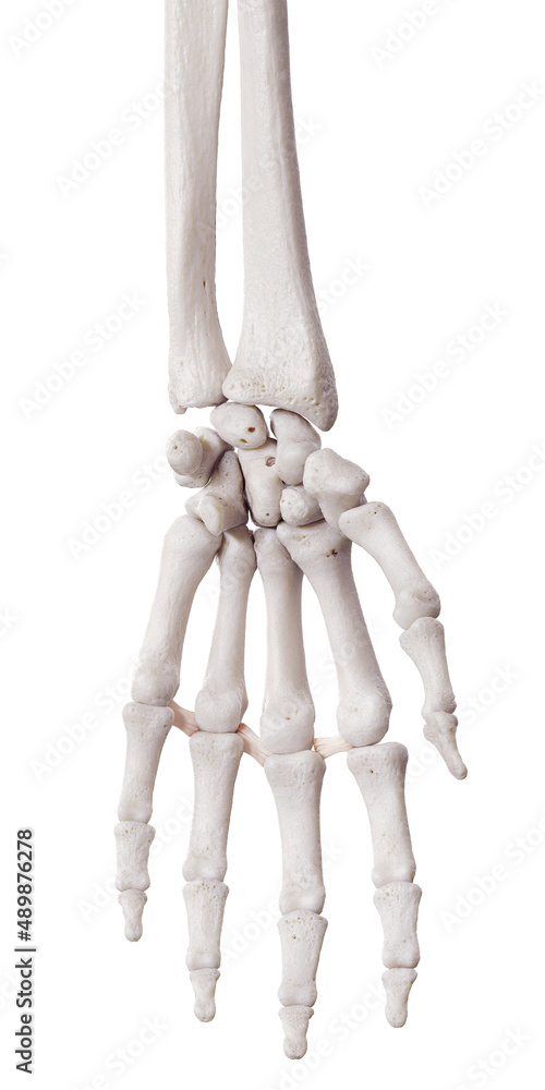 3d rendered medically accurate illustration of the deep transverse