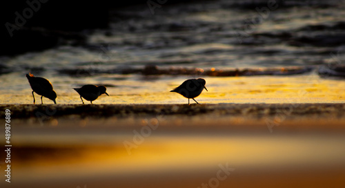 foto de silhueta de calidris ao por do sol. photo