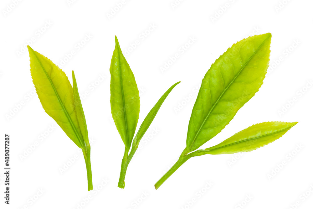 茶葉 茶葉