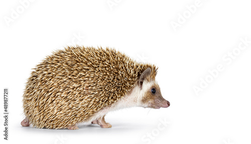 Cute young oak brown African pygmy hedgehog, walking side ways. Looking straight ahead away from camera. Isolated on a white background.