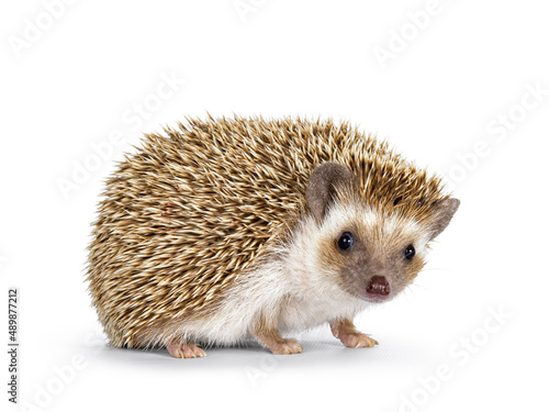 Cute young oak brown African pygmy hedgehog, standig side ways. Looking straight towards camera. Isolated on a white background.