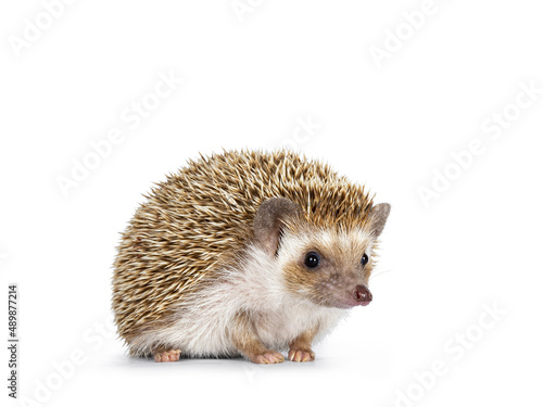 Cute young oak brown African pygmy hedgehog, standing side ways Looking straight ahead away from camera. Isolated on a white background.