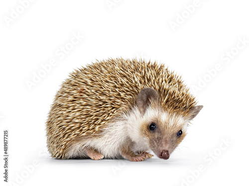 Cute young oak brown African pygmy hedgehog, standing side ways Looking down and away from camera. Isolated on a white background.