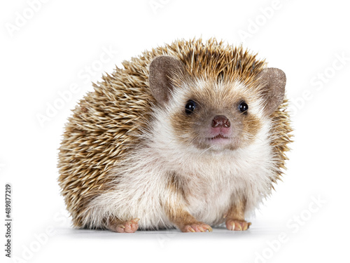 Cute young oak brown African pygmy hedgehog, sitting facing front. Looking straight to camera. Isolated on a white background.