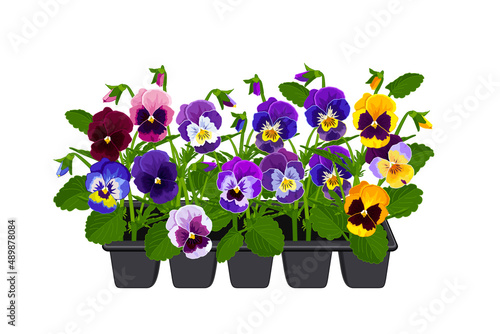 Pansy flowers in a pot, flower sale, pansies in a box, yellow, blue, purple spring flowers, flowers for the garden. Planting flowers. Vector image