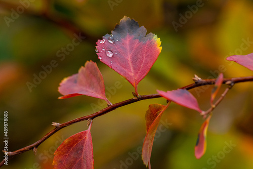 Nice autumn leawes with raindrops macro nature photo photo