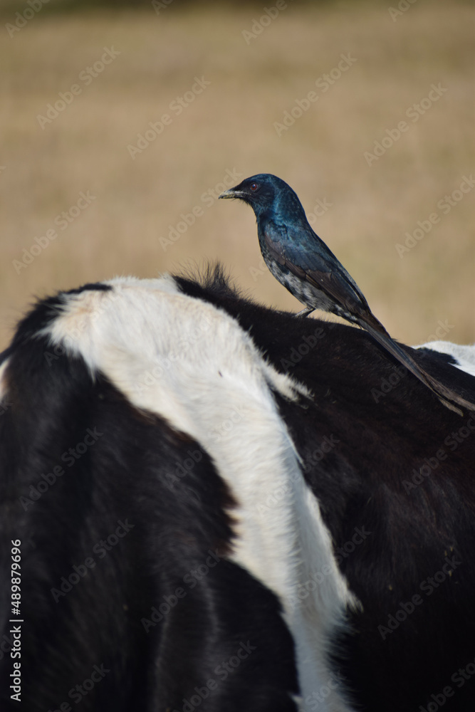 Fototapeta premium Beautiful Indian Birds wallpaper