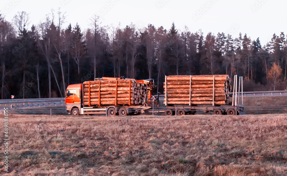 Timber truck with a trailer to transport long timber logs along the motorway. Timber transportation, industrial