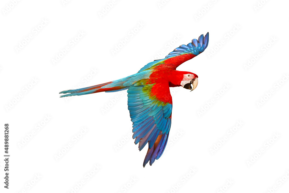 Fototapeta premium Colorful macaw parrot isolated on white background
