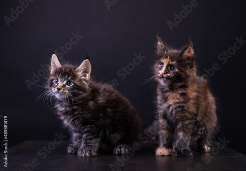 two maine coon kittens on a black background © наталья лымаренко