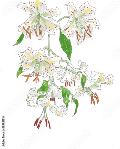 手描きの百合の花