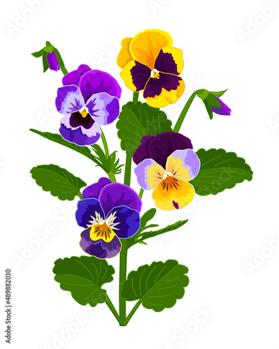 A branch of blue, yellow and purple pansies flowers isolated on a white background. Vector image.