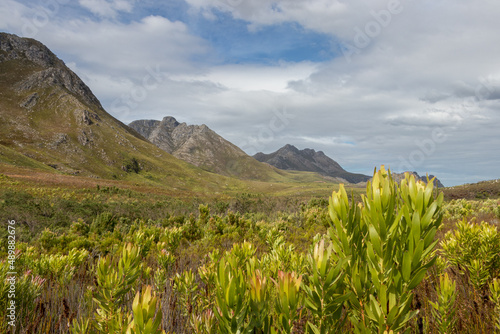 Landscape of Kogelberg Nature reserve in South Africa photo