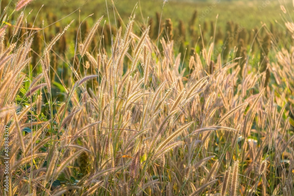 Fototapeta premium Grass flowers on the side of the road with morning sunshine