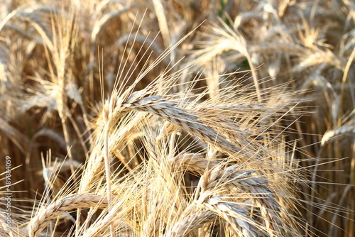 Ripe barley in the summer field.