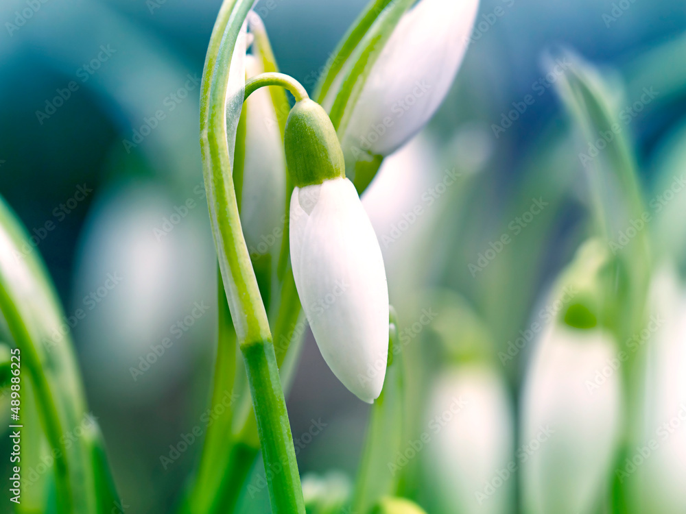 Snowdrop flowers. The concept of spring. Snowdrop flowers. The concept of spring.