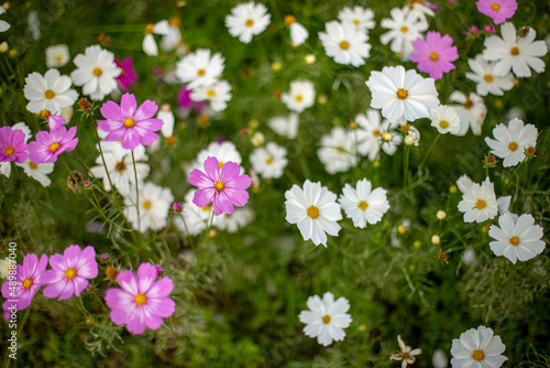 Fototapeta Naklejka Na Ścianę i Meble -  Photo of cosmos flower field