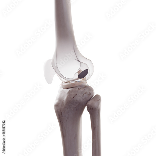 3d rendered medically accurate illustration of the cruciate ligaments and menisci photo