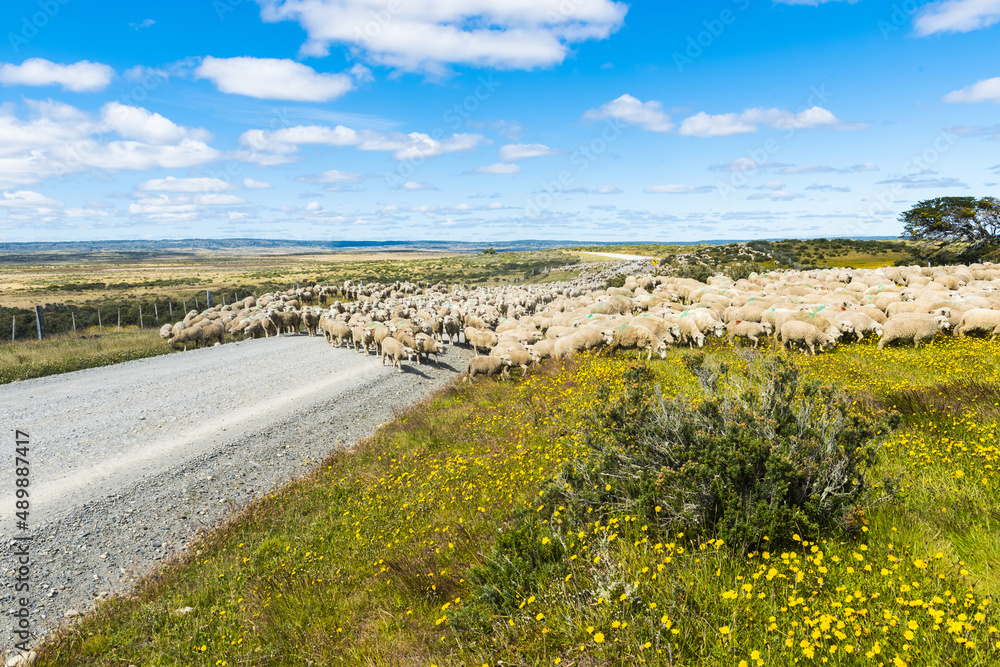Herd of sheep on the road in Tierra del Fuego Herd of sheep on the road in Tierra del Fuego