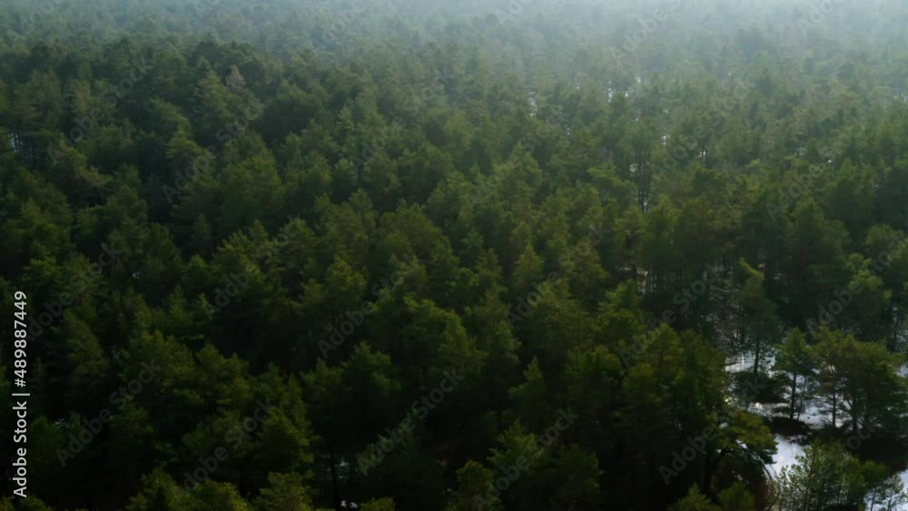 Drone Flight View Of A Pine Forest In Winter