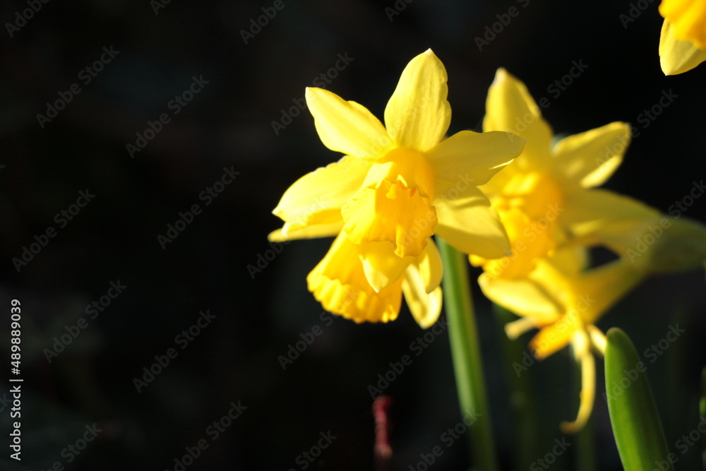 Obraz premium C'est le printemps ! Premieres fleurs du jardin, Jolie jonquille jaune