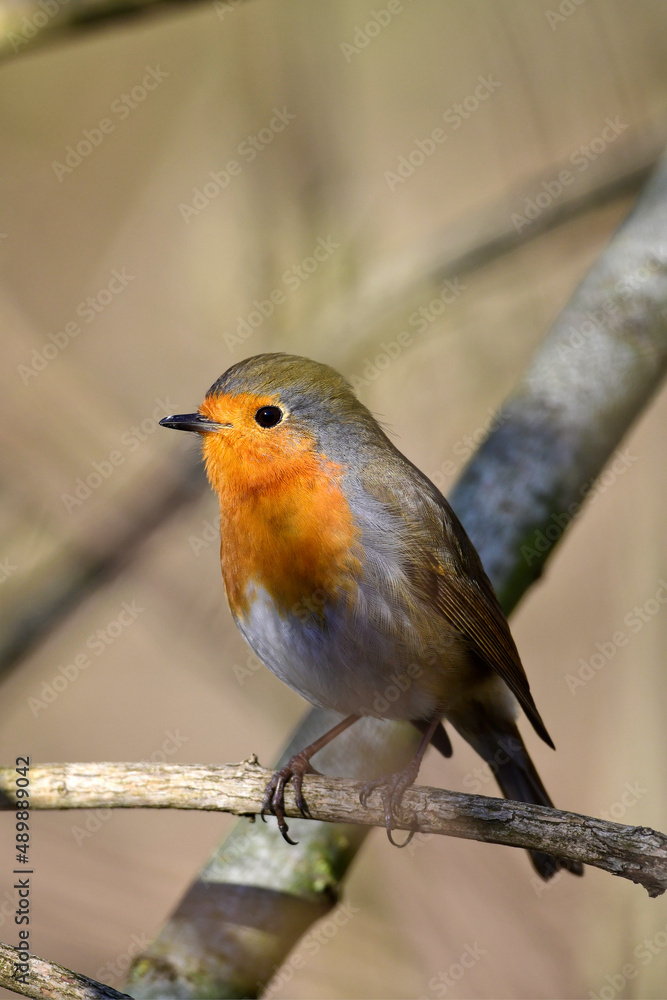 Rotkehlchen // European robin (Erithacus rubecula) Rotkehlchen // European robin (Erithacus rubecula)