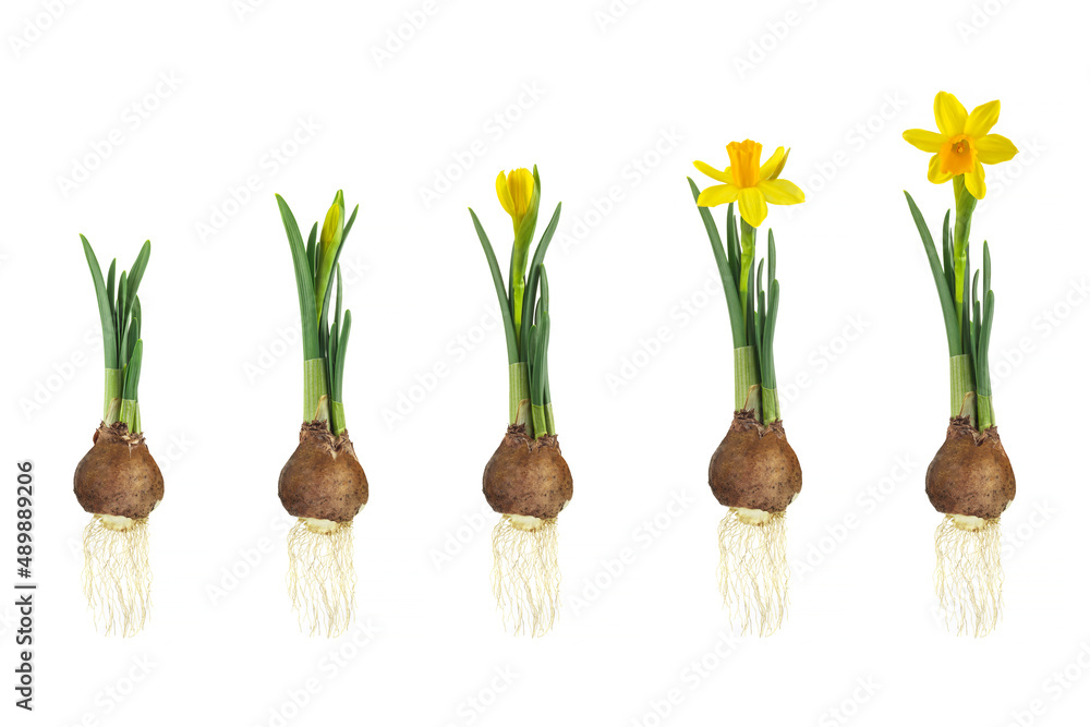 Growth stages of a yellow narcissus from flower bulb to blooming flower isolated on white - obrazy, fototapety, plakaty 