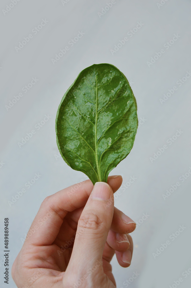 Cropped hand holding a fresh spinach leaf in white background